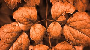 Preview wallpaper leaves, drops, autumn, brown, macro