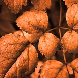 Preview wallpaper leaves, drops, autumn, brown, macro