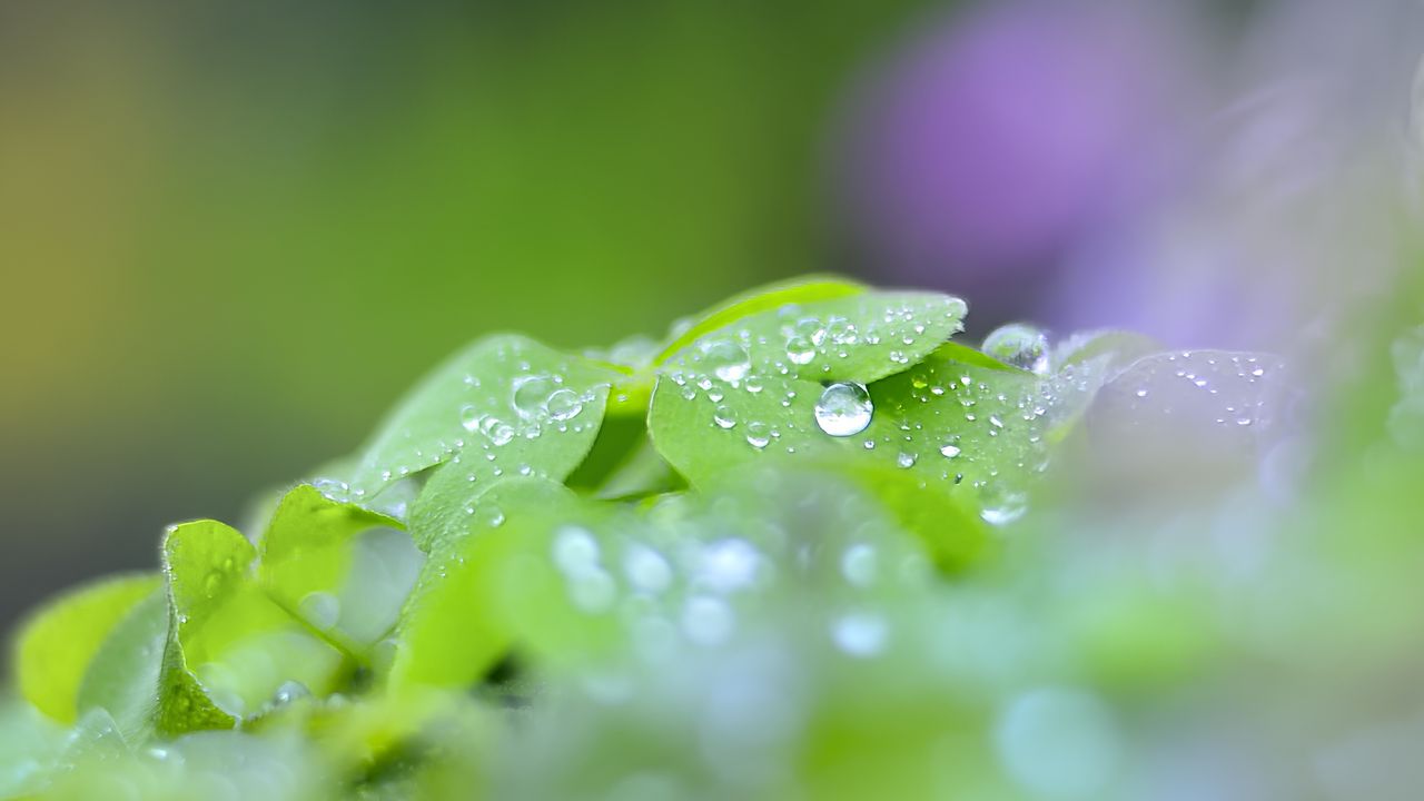 Wallpaper leaves, drops, blur, macro