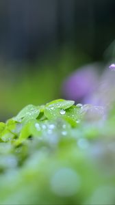 Preview wallpaper leaves, drops, blur, macro