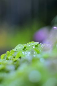 Preview wallpaper leaves, drops, blur, macro