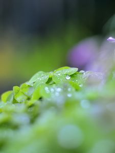 Preview wallpaper leaves, drops, blur, macro