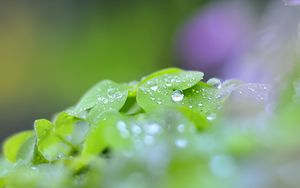 Preview wallpaper leaves, drops, blur, macro