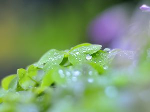 Preview wallpaper leaves, drops, blur, macro