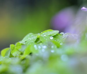 Preview wallpaper leaves, drops, blur, macro