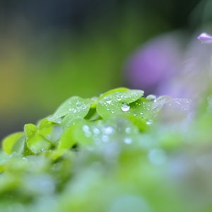 Preview wallpaper leaves, drops, blur, macro