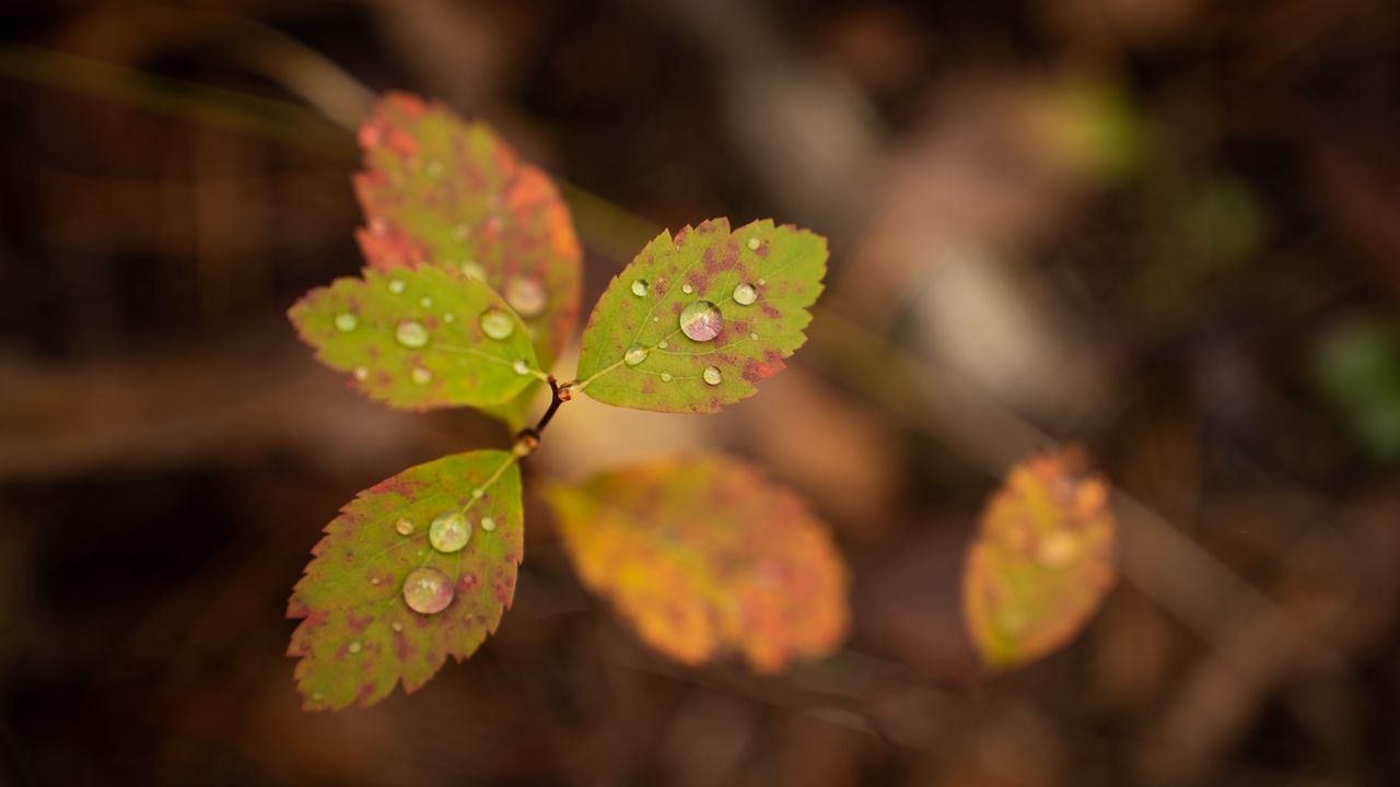Wallpaper leaves, drops, blur, macro, water