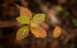 Preview wallpaper leaves, drops, blur, macro, water