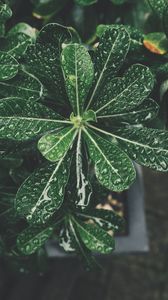 Preview wallpaper leaves, drops, bonsai, plant