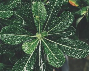 Preview wallpaper leaves, drops, bonsai, plant