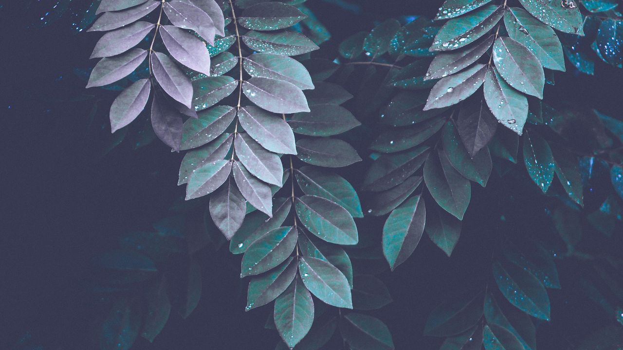 Wallpaper leaves, drops, branches, dark