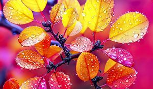 Preview wallpaper leaves, drops, branches, blur