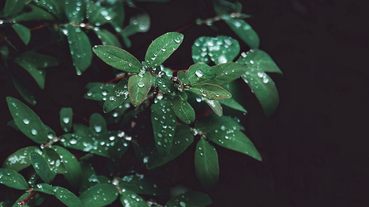Wallpaper leaves, drops, branches, bush