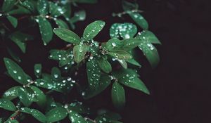 Preview wallpaper leaves, drops, branches, bush