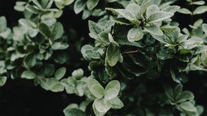 Preview wallpaper leaves, drops, bush