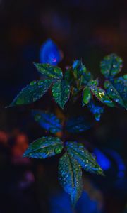 Preview wallpaper leaves, drops, bush, close-up