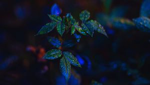 Preview wallpaper leaves, drops, bush, close-up