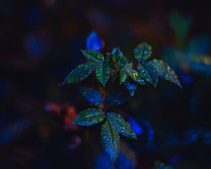 Preview wallpaper leaves, drops, bush, close-up