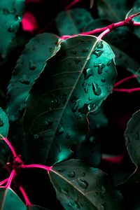 Preview wallpaper leaves, drops, bush