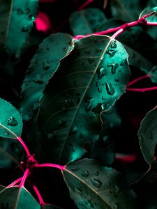 Preview wallpaper leaves, drops, bush