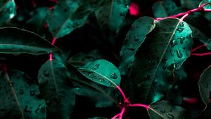 Preview wallpaper leaves, drops, bush
