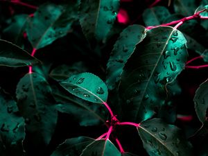 Preview wallpaper leaves, drops, bush