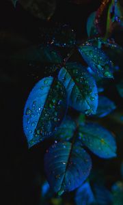 Preview wallpaper leaves, drops, close-up
