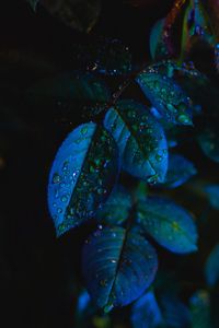 Preview wallpaper leaves, drops, close-up