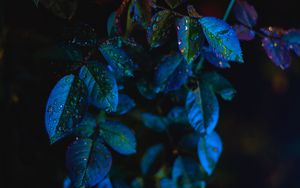 Preview wallpaper leaves, drops, close-up