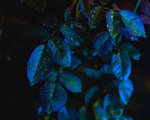 Preview wallpaper leaves, drops, close-up