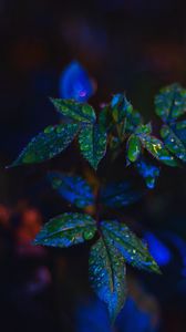 Preview wallpaper leaves, drops, dark