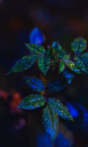 Preview wallpaper leaves, drops, dark