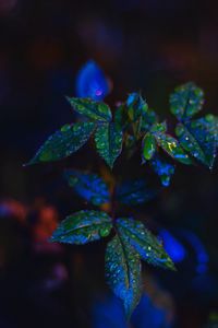 Preview wallpaper leaves, drops, dark