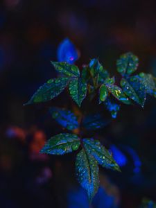 Preview wallpaper leaves, drops, dark