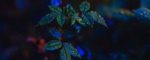 Preview wallpaper leaves, drops, dark