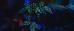 Preview wallpaper leaves, drops, dark