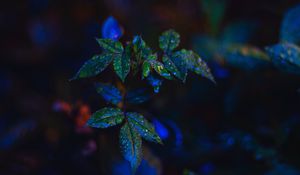 Preview wallpaper leaves, drops, dark