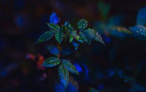 Preview wallpaper leaves, drops, dark