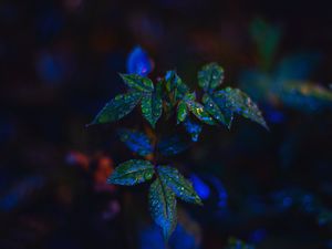Preview wallpaper leaves, drops, dark