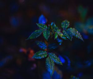 Preview wallpaper leaves, drops, dark