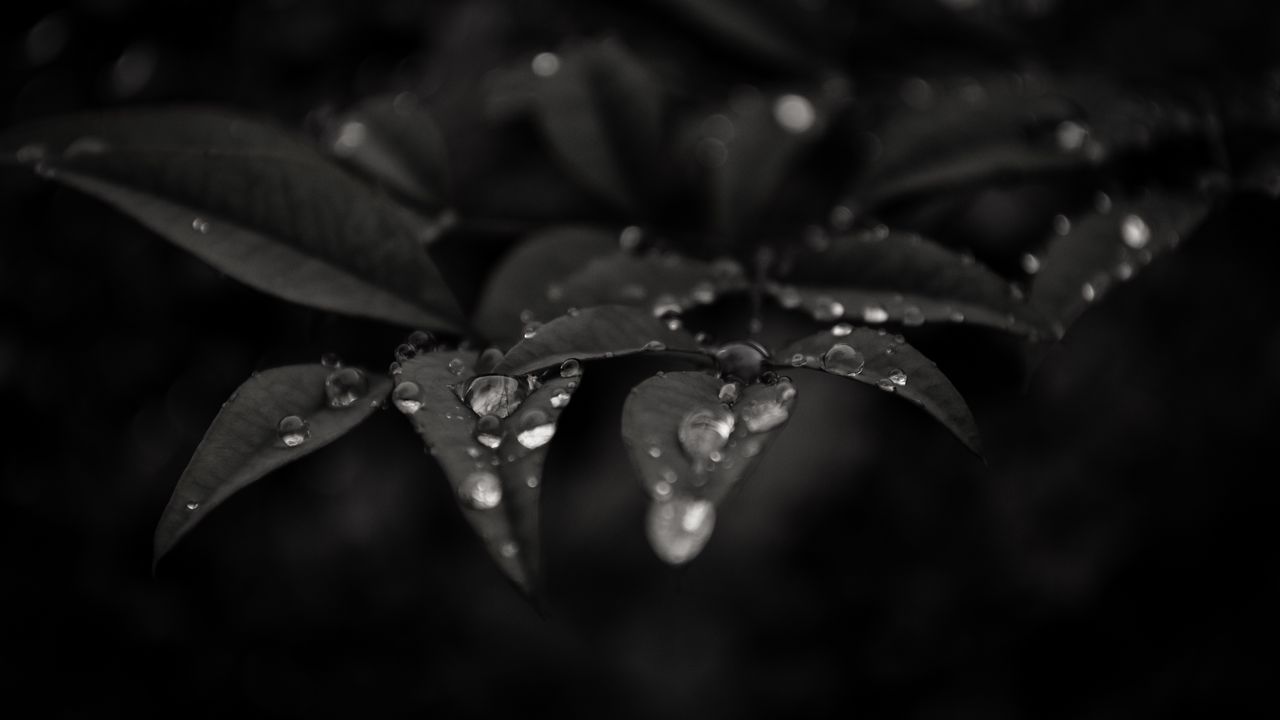 Wallpaper leaves, drops, dew, rain, macro, dark