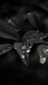 Preview wallpaper leaves, drops, dew, rain, macro, dark