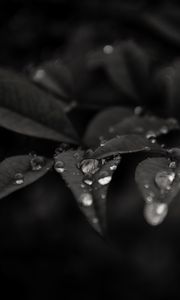 Preview wallpaper leaves, drops, dew, rain, macro, dark