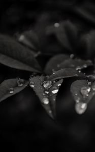 Preview wallpaper leaves, drops, dew, rain, macro, dark