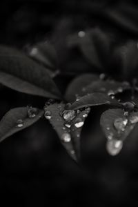 Preview wallpaper leaves, drops, dew, rain, macro, dark