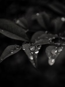 Preview wallpaper leaves, drops, dew, rain, macro, dark