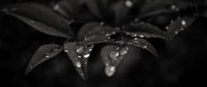 Preview wallpaper leaves, drops, dew, rain, macro, dark