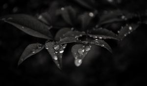 Preview wallpaper leaves, drops, dew, rain, macro, dark