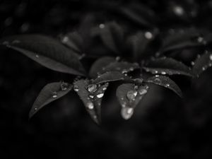 Preview wallpaper leaves, drops, dew, rain, macro, dark