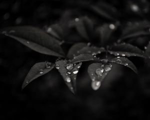 Preview wallpaper leaves, drops, dew, rain, macro, dark